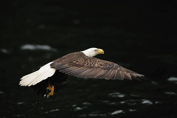 Alaska Adler: ein Adler fliegt über die Wälder von Ketchikan. Kreuzfahrt mit Princess Cruises buchen!