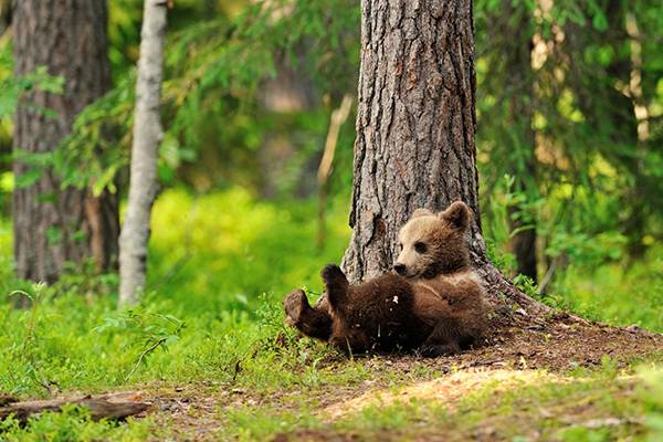 Ein kleiner Braunbär liegt in Alaska im Wald auf dem Rücken. Jetzt Kreuzfahrt buchen!