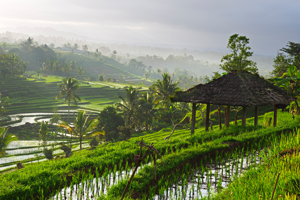 Die Jatiluwih Rice Terasse in Bali ist ein magischer ruhiger Ort auf Ihrer Asien Kreuzfahrt nach Lombok. 